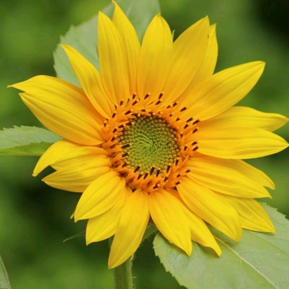 Meet your Posher, Alexsis